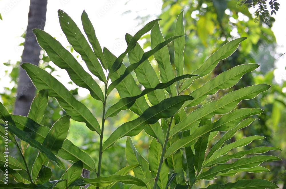 Obraz premium Tree in the backyard