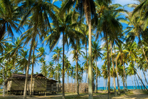 A secluded old wooden house among coconut trees