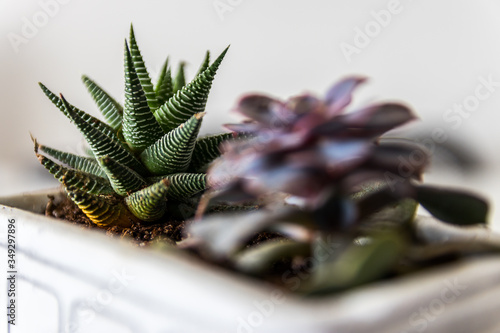 Detailed succulent shot. Modern decoration plant with positive mood.