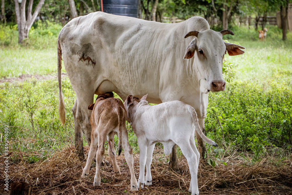 Africa cow breast feeding