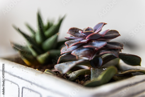 Detailed succulent shot. Modern decoration plant with positive mood.