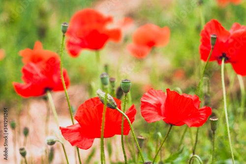 Field of poppies close up. Fresh spring, summer, rural concept. Floral background. Selective focus. Greeting card for Day of remembrance.