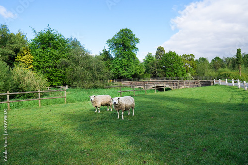 sheep in the field © mi_photo