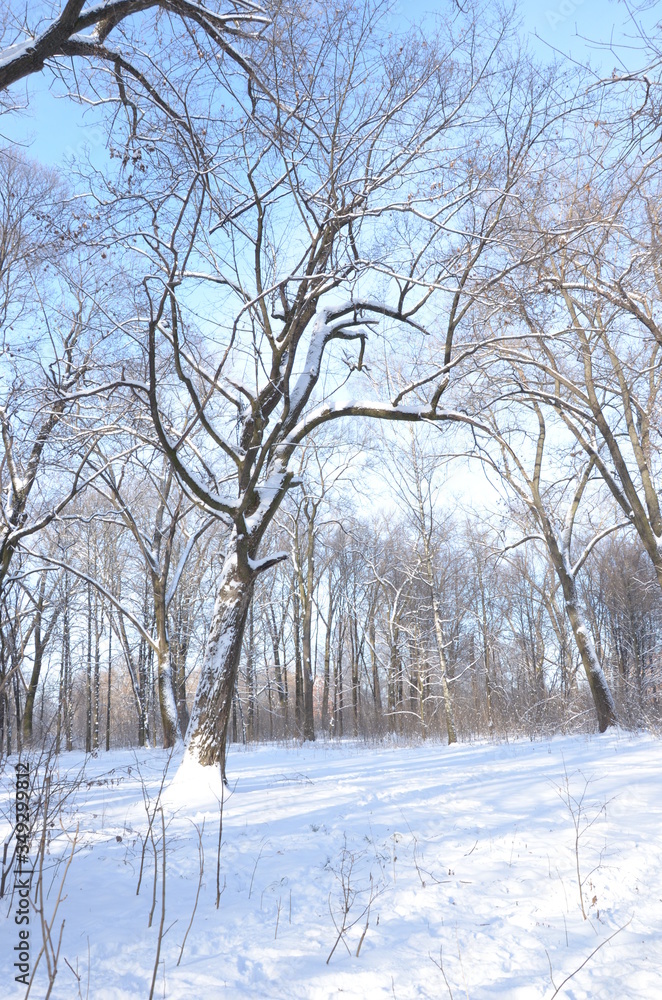 Fototapeta premium snow covered trees
