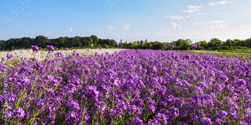 purple wallflower in the field