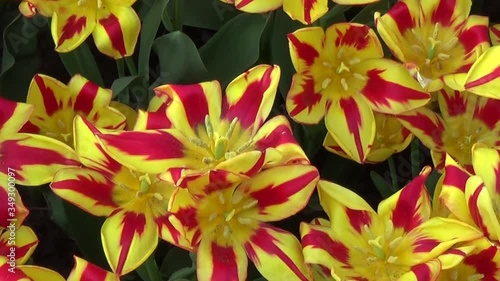 Tulips in bloom in Canada