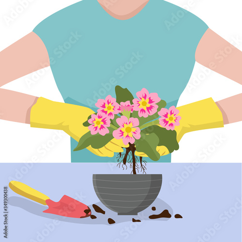 A woman caring for indoor plants: transplanting a plant into a pot. Hobby gardening. Vector illustration