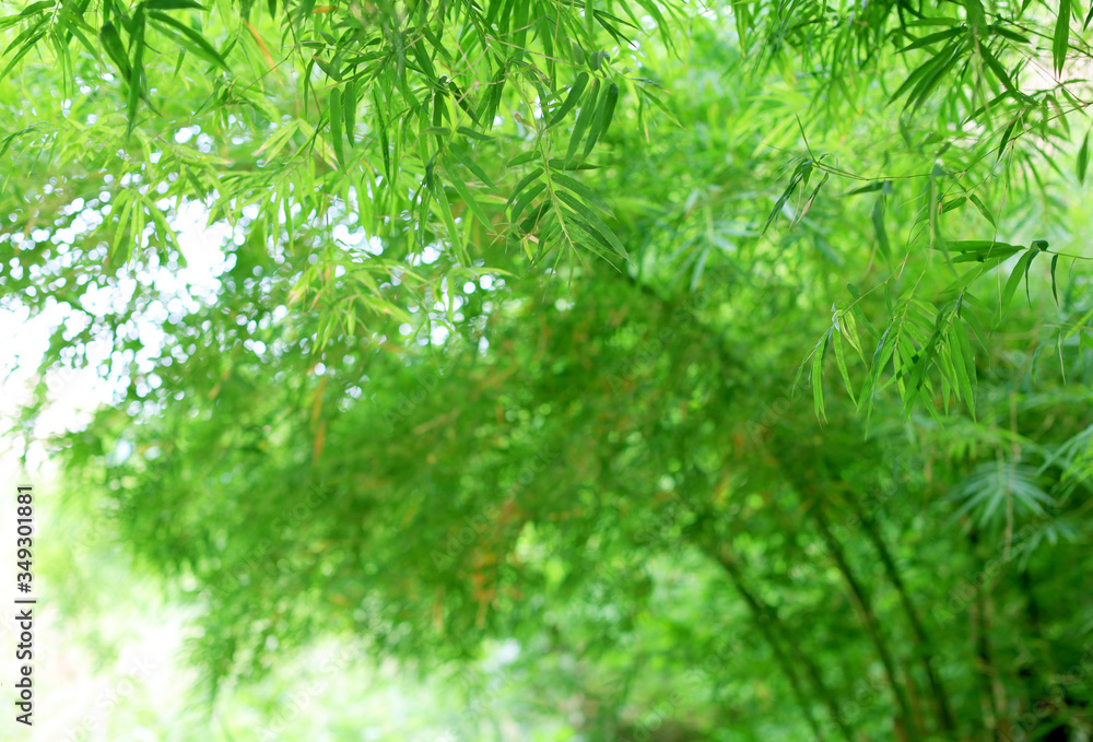 Fototapeta Gaj bambusowego drzewa, zielony liść w tle