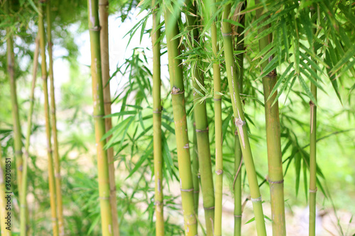 Row of bamboo tree in the park  green nature background