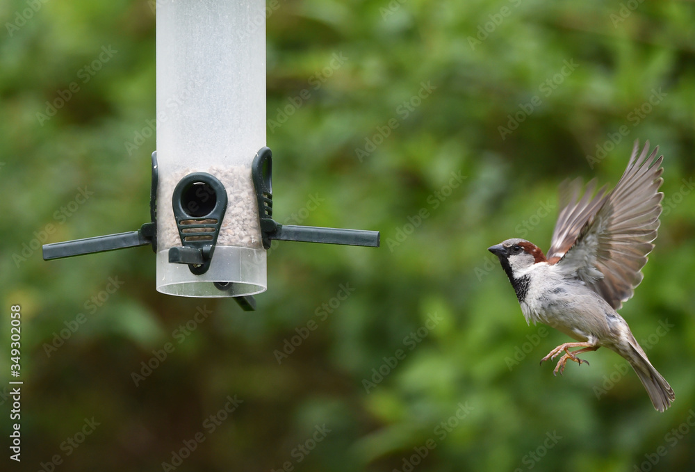 Naklejka premium Haussperling am Futterautomat