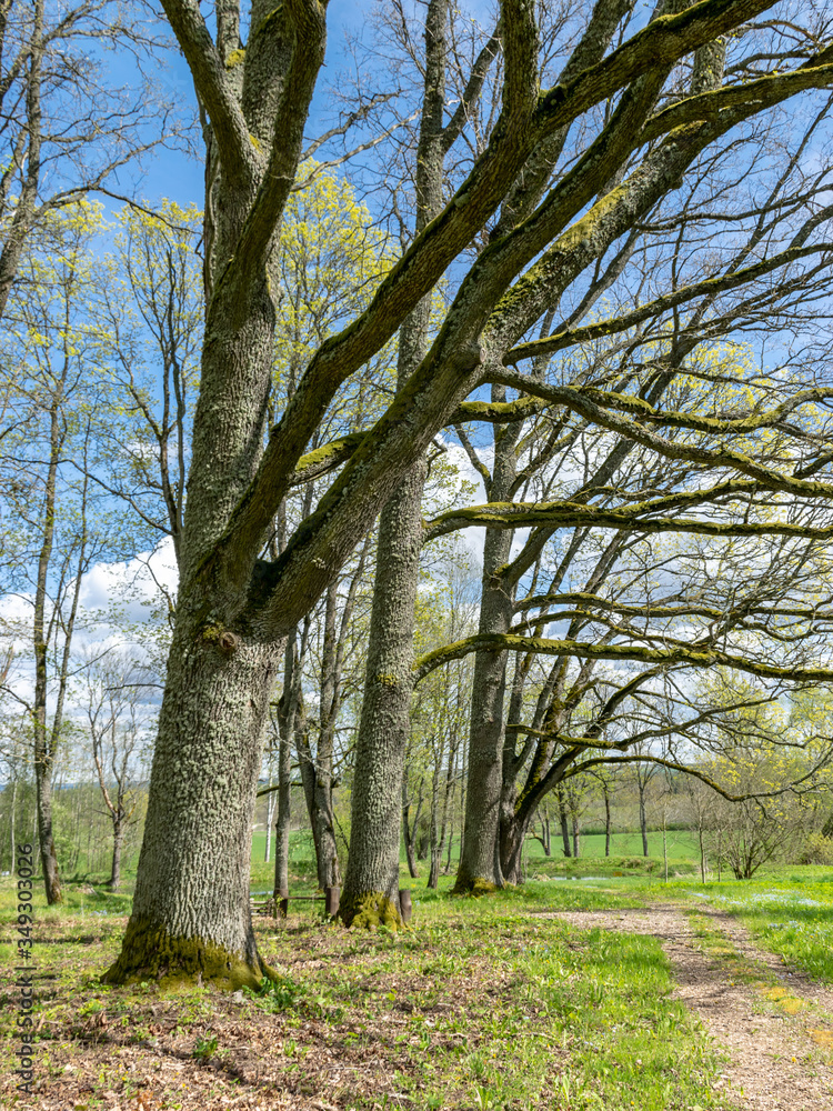 Fototapeta premium a beautiful linden alley in the manor park, large tree trunks in the sunlight form beautiful shadows