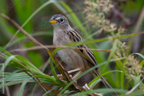 Wedge-tailed Grass Finch (Emberizoides herbicola) photo