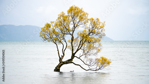 Fotografie Scenic peaceful of lake Wanaka in the morning,  that wanaka tree, Newzealand