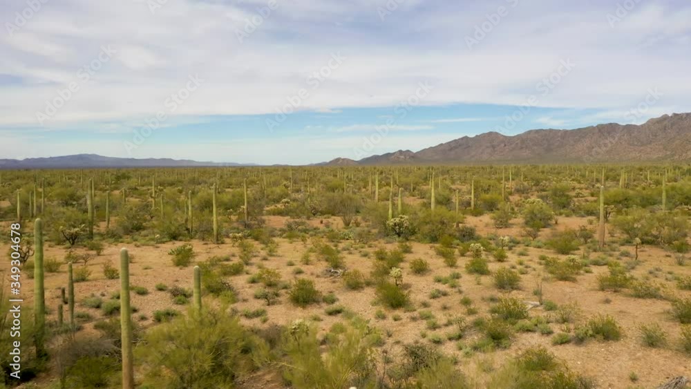 Drone Flying Close To Saguaros In Sonoran Desert, Arizona- Wide Shot Drone Flying Close To Saguaros In Sonoran Desert, Arizona- Wide Shot