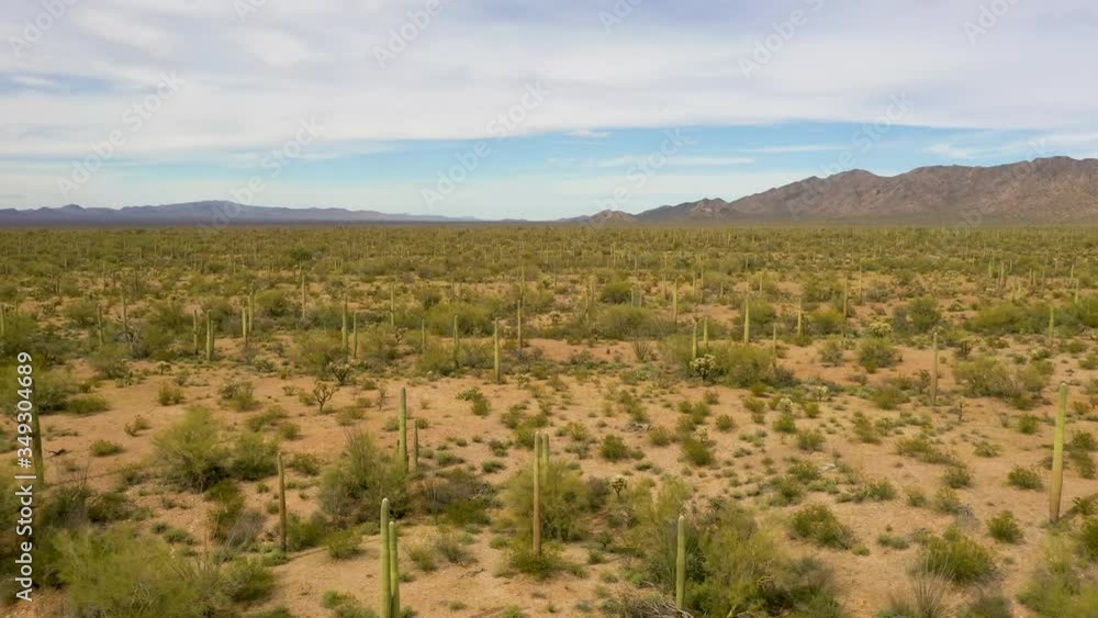 Beautiful green Saguaros cactus plants standing tall in the Sonoran Desert in Arizona - aerial descend Beautiful green Saguaros cactus plants standing tall in the Sonoran Desert in Arizona - aerial descend