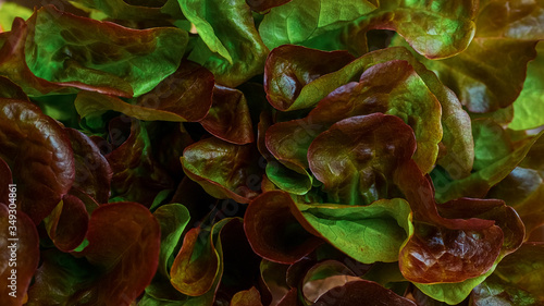 closeup leafy lettuce with green and purple leaves - plant background