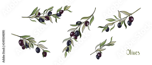 Set with Olives branches. Hand drawn illustration black olives isolated on white background. For design label oil, health care products, organic natural cosmetics. Vector.