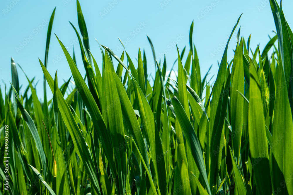 Fototapeta premium Green grass on blue sky background