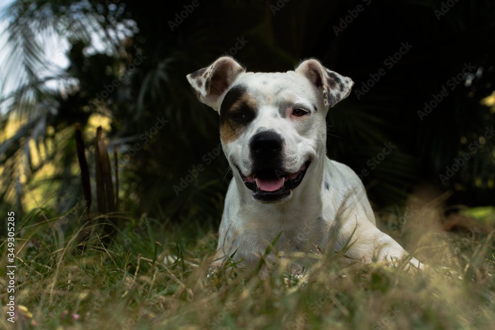 jack russell terrier