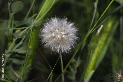 Dandelion surrounded by green grass.