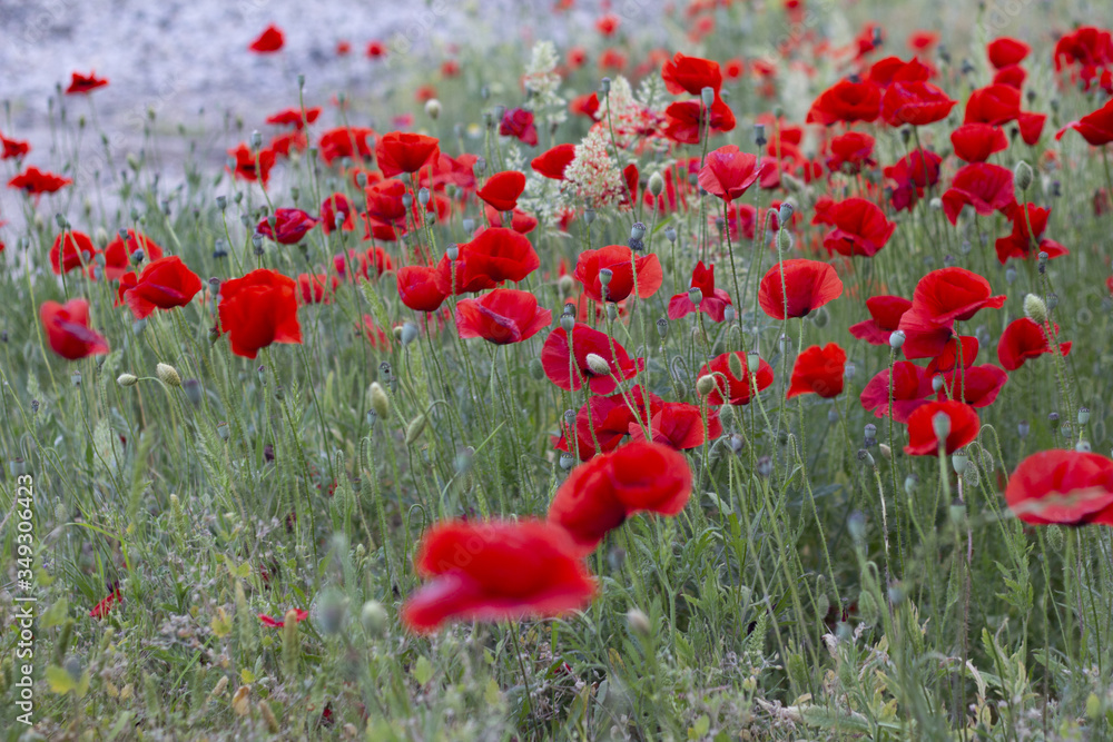 Naklejka premium Poppy field.