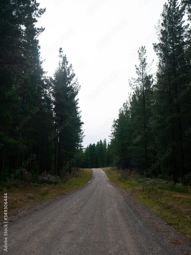 road in the woods road in the woods