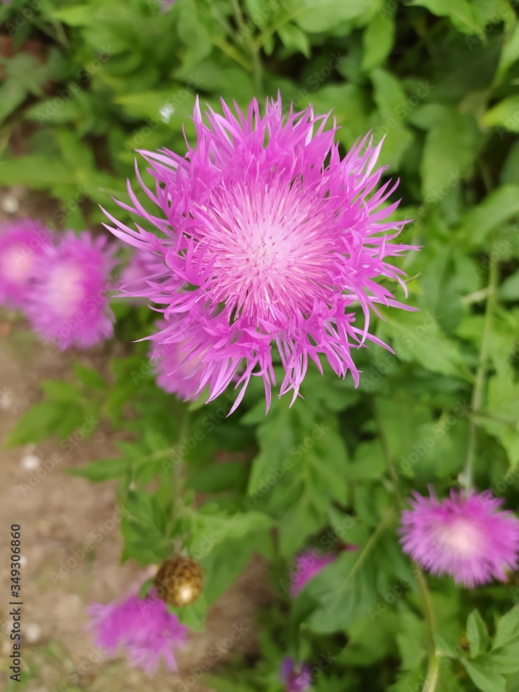 Pink and purple flower, Pink flower on a green background Pink and purple flower, Pink flower on a green background