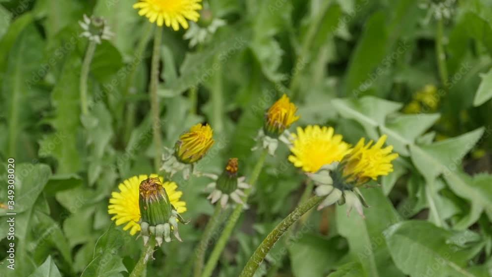 Buds of yellow dandelions on a green background, loop Buds of yellow dandelions on a green background, loop
