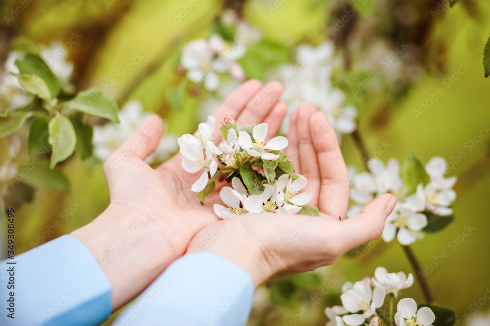 Hands are holding blossoming apple flowers brunch. Green background. Environmental protection, taking care of the nature. Hands are holding blossoming apple flowers brunch. Green background. Environmental protection, taking care of the nature.