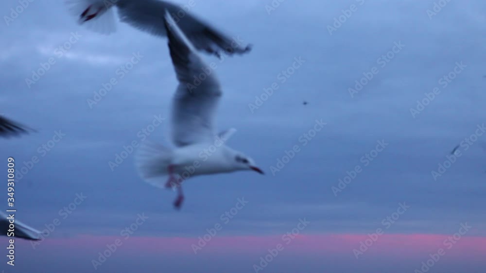 a lot of seagulls pour over the winter sea a lot of seagulls pour over the winter sea