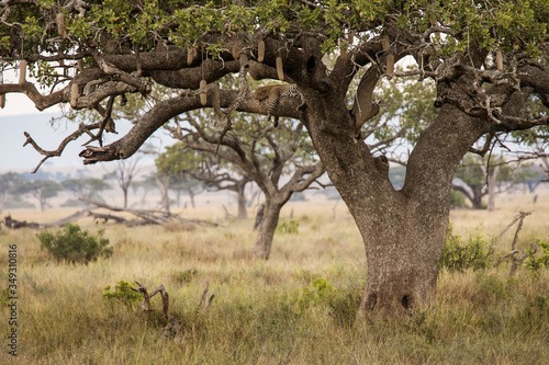 Lepard resting in a tree in Serengeti National Park in Tanzania during safari. Wild nature of Africa