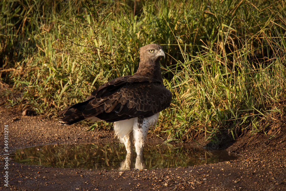 Hawk walking on earth in Serengeti National Park in Tanzania during safari with blue sky in background. Wild nature of Africa Hawk walking on earth in Serengeti National Park in Tanzania during safari with blue sky in background. Wild nature of Africa