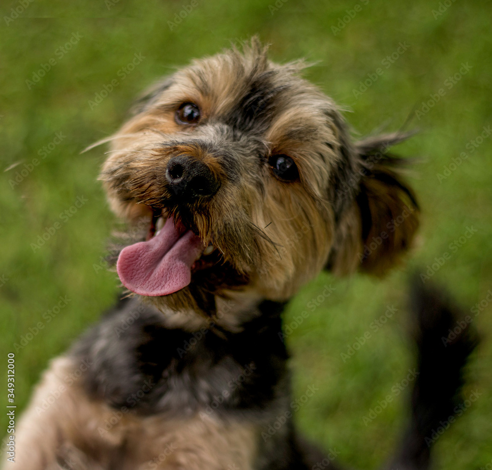 Yorkshire terrier with cute eyes standing in the Parc and enjoying life. Yorkshire terrier with cute eyes standing in the Parc and enjoying life.