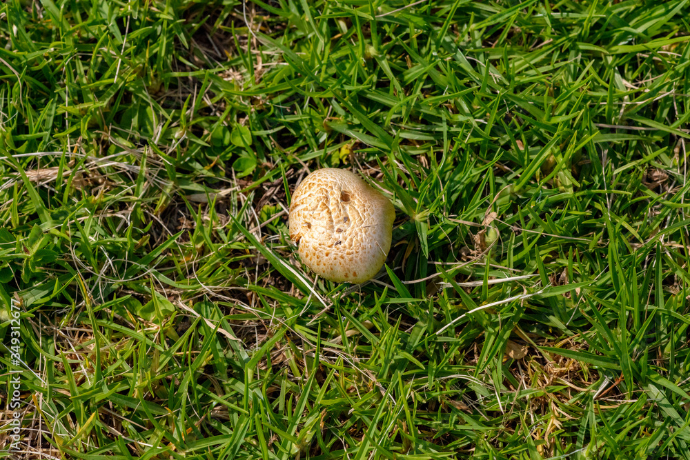 Champiñon Champiñon