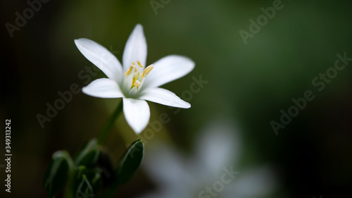 Small white flowers.Decorative white flower  insect lures.A fine  white  fragrant flower.Single white. Beautiful wild flowers.