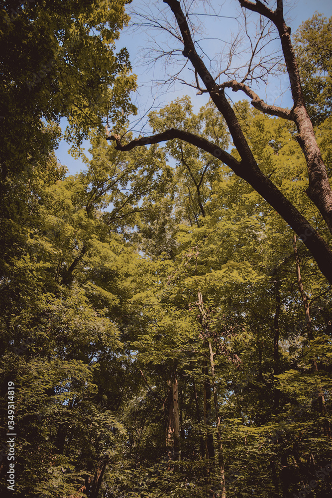 Fototapeta premium Nature