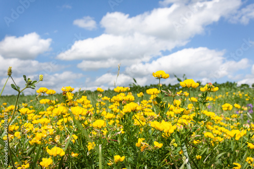 Yellow Wildflowers in Green Field