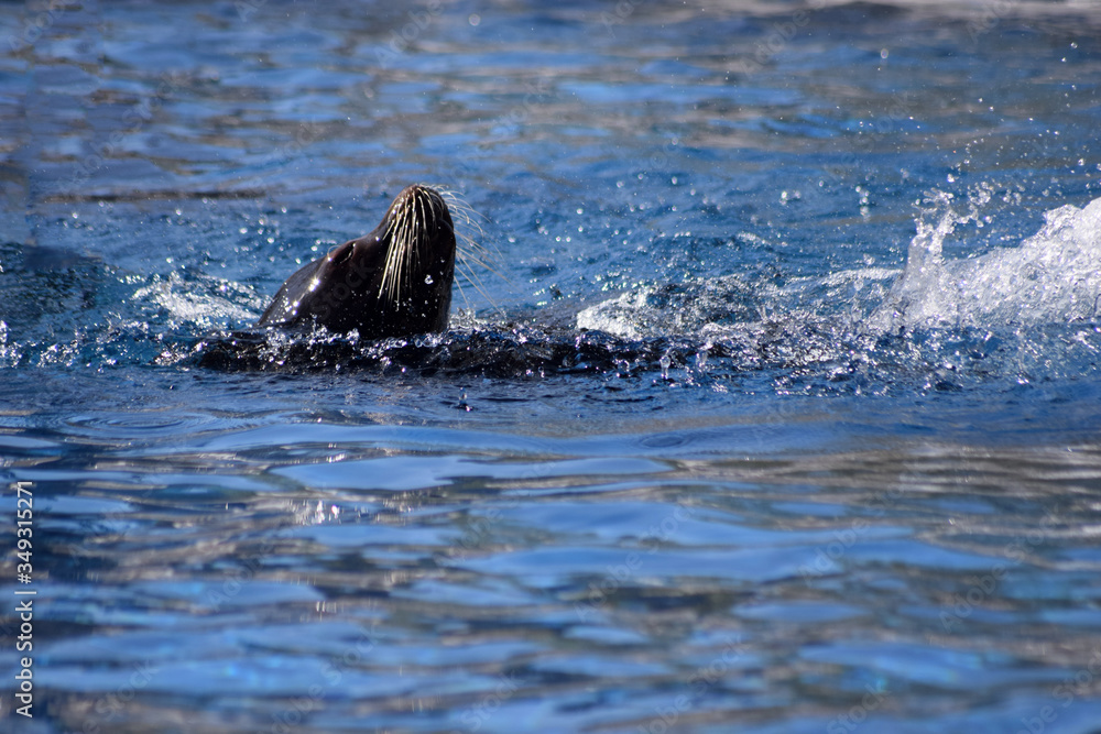 Fototapeta premium Kalifornischer Seelöwe