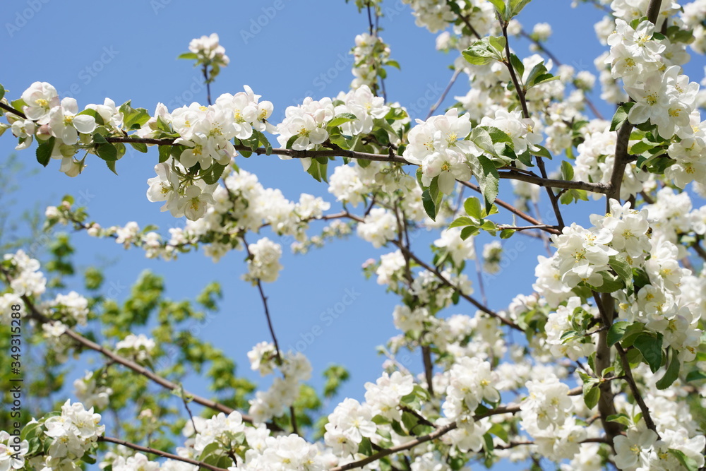 blooming branches of apple trees against the blue sky blooming branches of apple trees against the blue sky