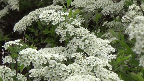 White wildflowers of Canada
