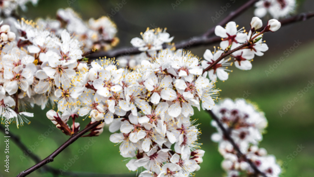 Cherry tree branch with blossoming flowers