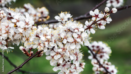 Cherry tree branch with blossoming flowers