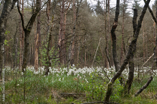 Drowning forest caused by rising groundwaterlevel: dead and dying birches and Hare's-tail Cottongrass in a moisty forest photo