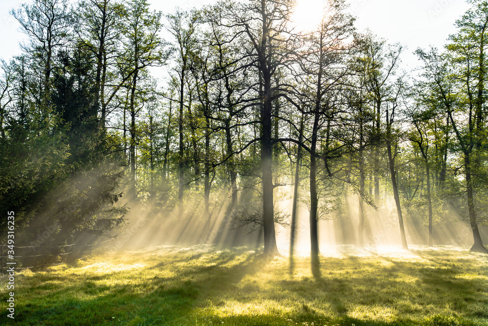 Obraz premium Bright morning in the forest with mist