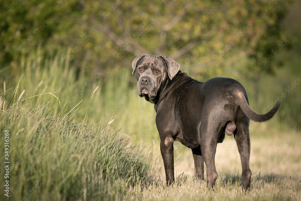 Dog during a walk posing for a photo