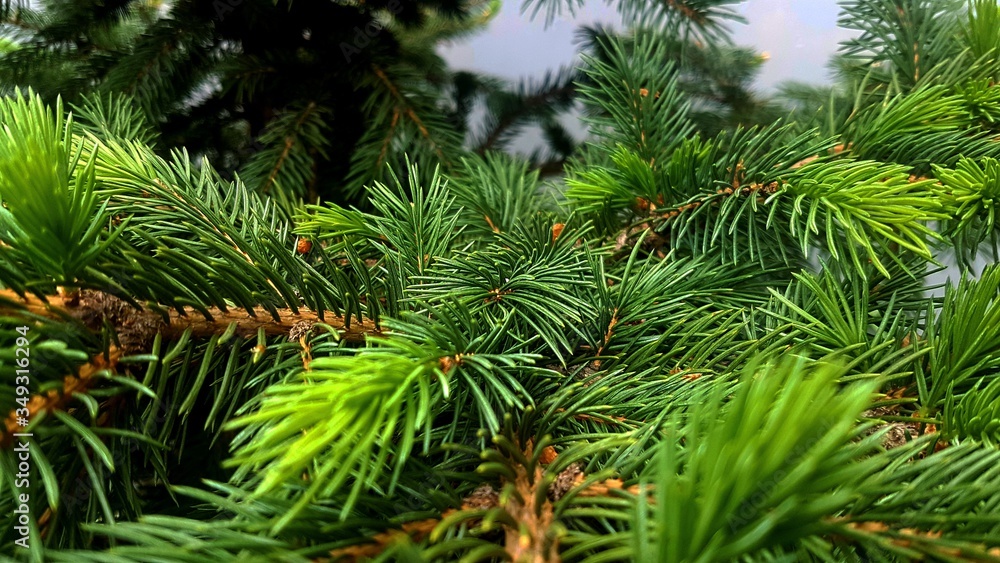Tree Tree