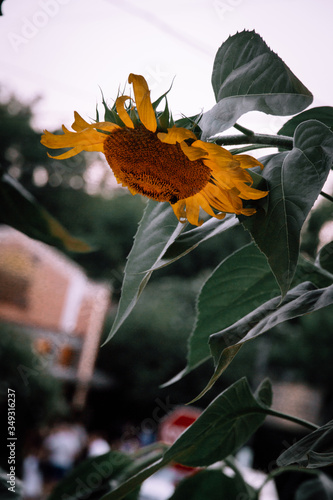 Sunflower photo