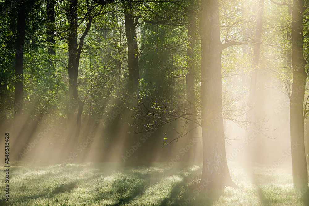 Fototapeta premium Bright morning in the forest with mist