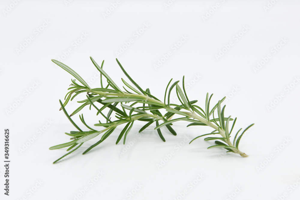 Fototapeta premium rosmarino rametto rosmarino erba aromatica 