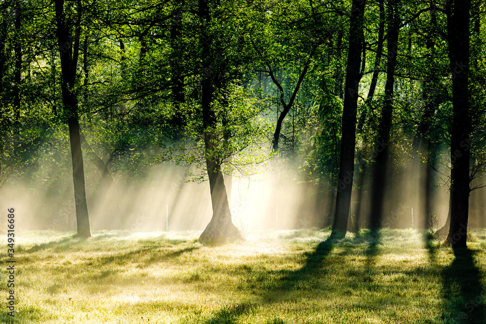 Obraz premium Bright morning in the forest with mist